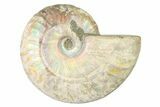 Silver Iridescent Ammonite (Cleoniceras) Fossil - Madagascar #327743-1